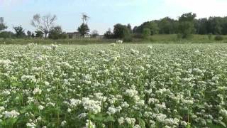 Buckwheat Field for Bees