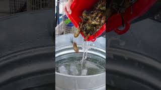 Catch And Cook The Table Rock Lake Monster Crawfish!