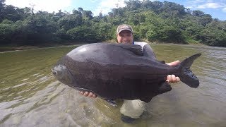 Pacu Monstruo de la selva Peruana