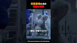 実験動物たちの残酷な現実 #shorts