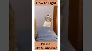 Funny Cat 🐱 Best Funny animal videos😇funniest dogs and cats funny animals