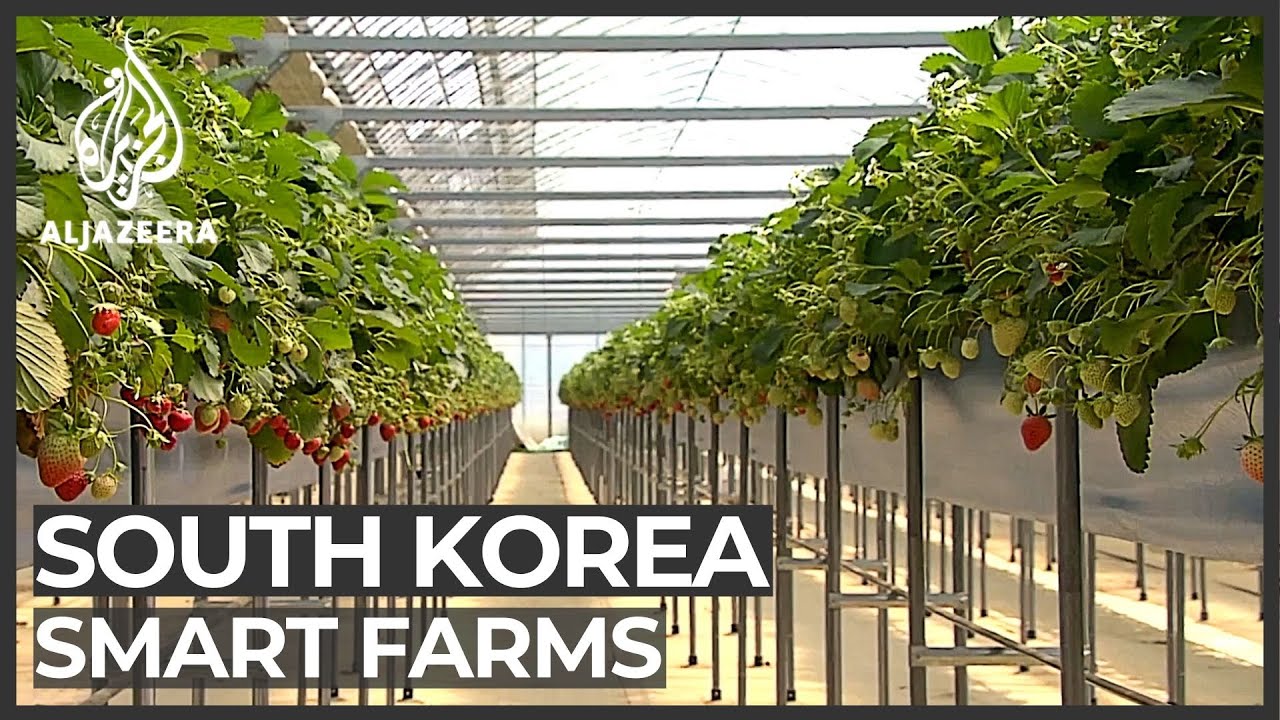 South Korean Farmers Embrace Hi-tech Methods - YouTube