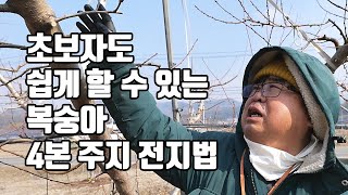 초보자도 쉽게 할 수 있는 복숭아 4본 주지 전지법