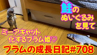 鮭のおもちゃを見てミーアキャット化するプラム姫♡ Bushbaby Plum's Growth Diary ショウガラゴ プラムの成長日記 708