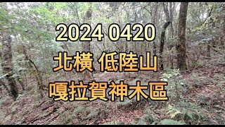 2024_0420_北橫_低陸山 嘎拉賀神木區