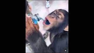 Monke Drinking Powerade