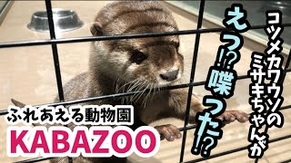 【アニマルカフェ】KABAZOOにいるコツメカワウソが喋った⁉︎