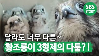 달라도 너무 다른~ ‘황조롱이 3형제’의 성격! I TV동물농장 (Animal Farm) | SBS Story