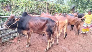 আজ ৩০ অক্টোবর ২৪ | সাশ্রয়ী মুল্যে খামার উপযোগী ষাঁড় গরু কিনুন রেজওয়ান এগ্রো থেকে