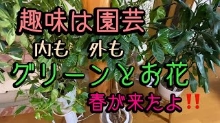 【我が家の外と内の植物】三月の植物をご紹介#園芸 #ガーデニング #ガーデン