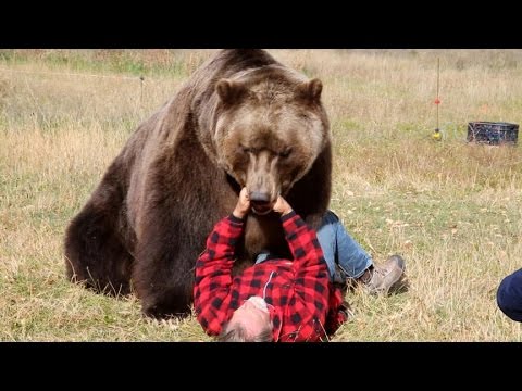 How To Survive A Bear Attack (Episode 1) | Good Morning America | ABC ...