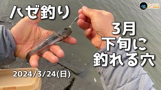 【ハゼ釣り】 3月下旬に釣れる穴  2024年3月24日