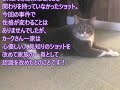 大好きなご主人が心臓発作を起こした！ 人見知りの猫が取った行動は…