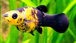 🐟Live Aquarium Guppies, Mollies \u0026 Coryadoras with Water Sounds💧