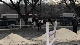 Eldorado x Untouched - magnificent show jumping prospect for sale!