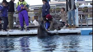 「イルカとあくしゅ」の様子　ふれあいラグーン　横浜・八景島シーパラダイスに行って来ました～♪　00313