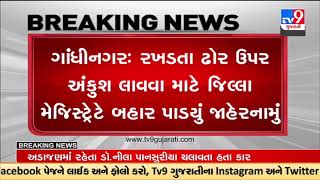 Gandhinagar District magistrate issues notification for stray cattle control | TV9GujaratiNews