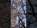 🌸🌸日本の美　満開近し！☺️ みちのく　盛岡市　「石割桜」🌸🌸　５年４月２日　😎👍📱