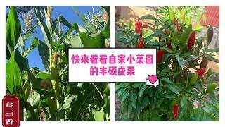 自家小菜园-东北油豆角 黏玉米