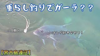 垂らし釣りでガーラが釣れた？！…根に潜った魚を引きづり出せ！貴重映像あり！【宮古島遠征】