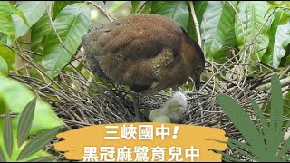 峽中【黑冠麻鷺育兒記 Part 1】你有發現校園中的鳥巢嗎？