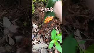 龙胆草，本地人叫雪梅，很好听的名字，乃大苦大寒之品！【识本草】