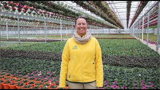 PETITTI A Behind-the-Scenes look at Casa Verde Greenhouse