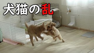 犬と猫のお留守番を隠し撮りしたら、人知れず死闘を繰り広げてましたｗ【プーチー\u0026スコティッシュフォールド】