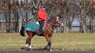 【2020年度[1歳馬]】 6 ジュベルアリの2019