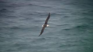 コアホウドリ（2）大洗～苫小牧航路 - Laysan albatross - Wild Bird - 野鳥 動画図鑑