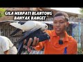 GREBEK! PENJUAL MERPATI BAPAK RETNO PETUNJUNGAN BREBES STOK MERPATI BLANTONG MELIMPAH