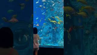 #水族館　#aquarium    #高知県　#土佐清水市　#satoumi    #shikoku #kochi #japan #shortsvideo