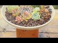 HOW TO WATER SUCCULENTS LIKE A MASTER  9 Years Living with Succulents