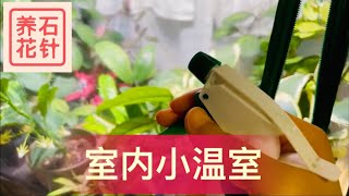 小型温室 - 养花过冬的一个宝 - 说说温室、灯、风扇灯价格，和使用情况 -  适合小型、喜潮湿的植物 - mini greenhouse