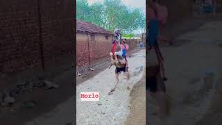 morlo at hajani Pipaliya #horse #horselover #shorts#viral #horseriding #kathiyawarihorse #song#lion