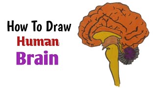 How To Draw Human Brain|| Brain Diagram Easy Tutorial For Beginners|| Brain Drawing Easy