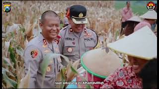 Panen Raya Tanaman Jagung Kec Ngoro Mojokerto