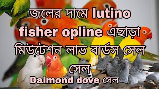 জলে দামে lutino fisher opline,Albino, lutinofisher Green fisher opline, Daimond dove সেল সেল