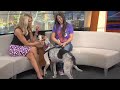 Pet of the Week - Asher