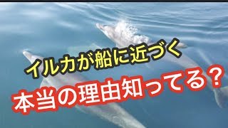 イルカはなぜ？船に近づくの？【雑学】