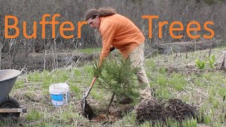 Why to Plant Trees Along Rivers (and Planting)