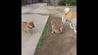 柴犬兄弟　生後36日目、庭に出てかけまわります