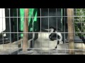 アビシニアコロンブス　千葉市動物公園2014年12月14日 00242