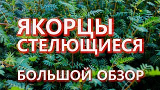 ЯКОРЦЫ СТЕЛЮЩИЕСЯ. Большой обзор. Последние исследования