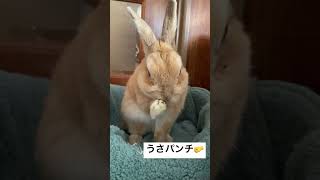 うさパンチ🤛（うさぎ🐰のモコ14歳）