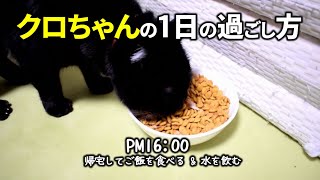 ～クロちゃん1日の過ごし方～