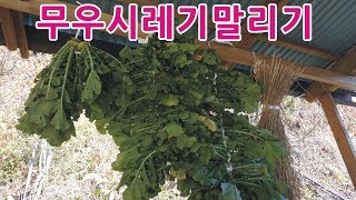 전원생활 무우 시래기 만들기와 무우보관법 친절한광자씨