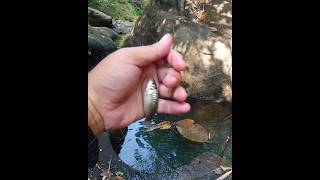 Uhuy babonya kena!! Mancing ikan wader teknik pelampung spot pegunungan tak terjamah mantab 14