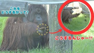 オランウータンのロビン、イベント前に土の塊を投げまくる!!Robin the orangutan throws clods of dirt before the Night Zoo event!!