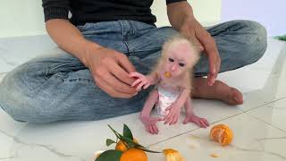 Baby monkey is fed delicious fruit by dad